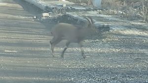 Erzurum’da dağ keçisi ilçe merkezine indi