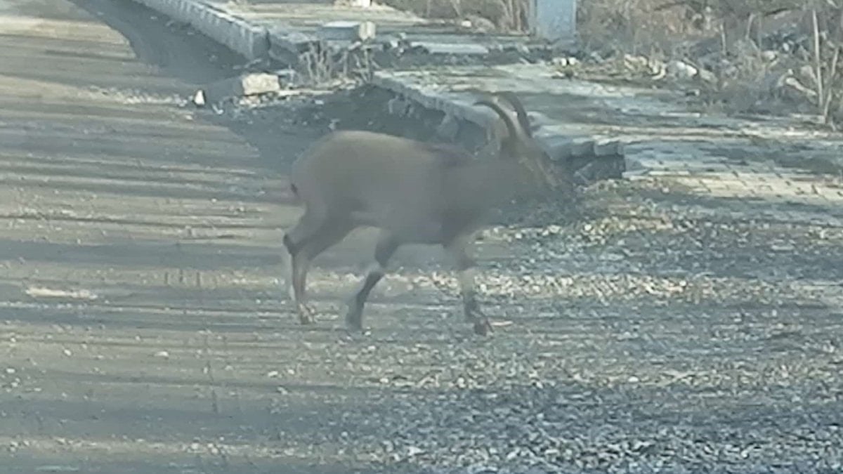 Erzurum’da dağ keçisi ilçe merkezine indi