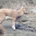 Erzurum’da kaçak avcılar, yaban keçisini yaraladı: Doğa sever fark etti