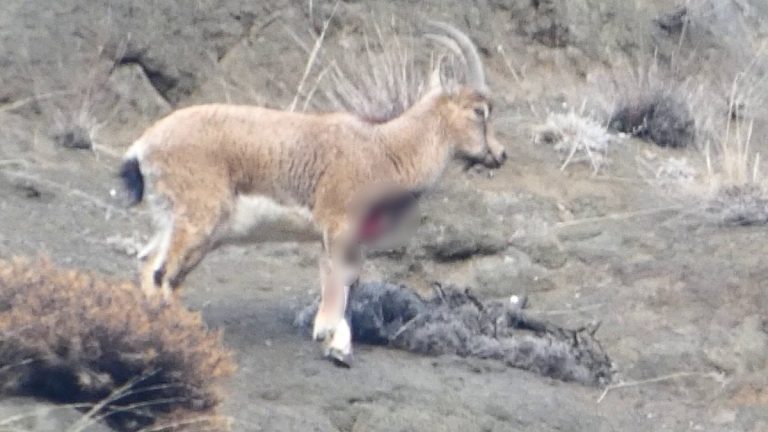 Erzurum’da kaçak avcılar, yaban keçisini yaraladı: Doğa sever fark etti