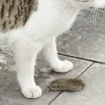 Erzurum’da kediden kaçan fare, ölü taklidi yaptı