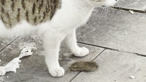 Erzurum’da kediden kaçan fare, ölü taklidi yaptı