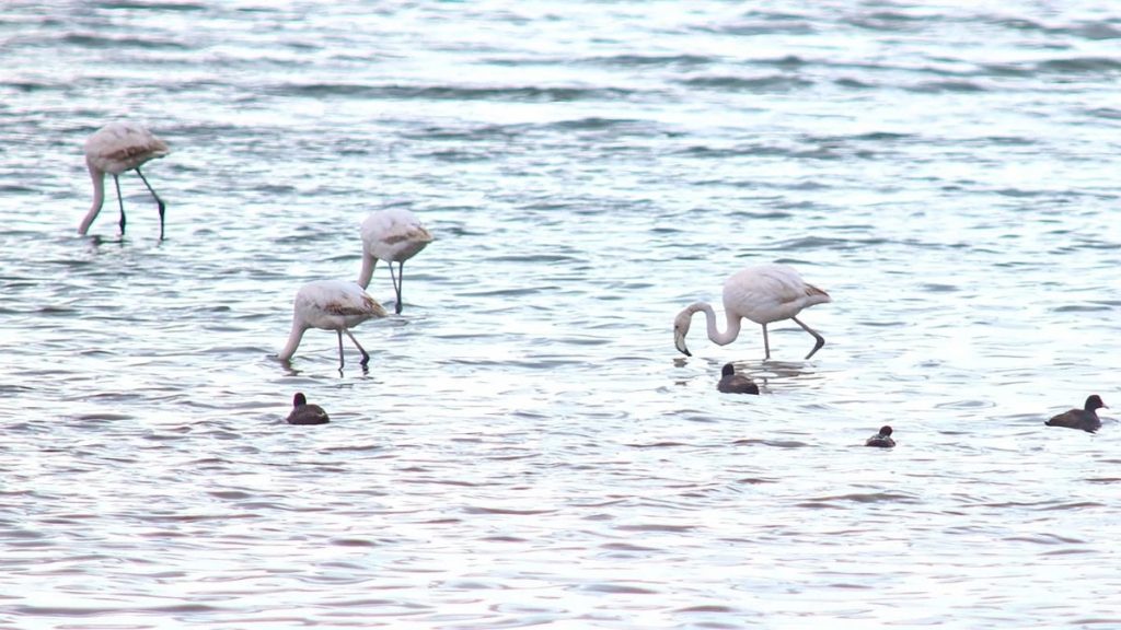 Flamingolar Van Gölü Havzası’na geri döndü