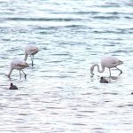 Flamingolar Van Gölü Havzası’na geri döndü