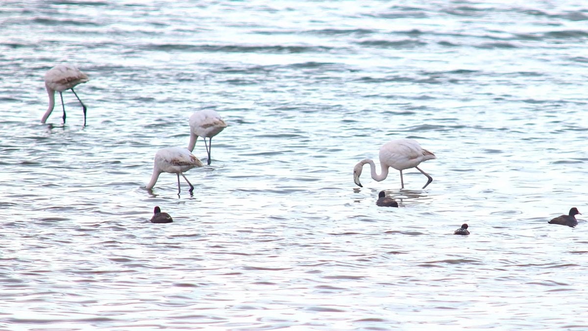 Flamingolar Van Gölü Havzası’na geri döndü