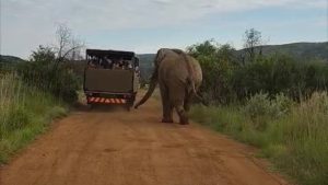 Güney Afrika safari turunda Türk turistleri 5 tonluk fil kovaladı
