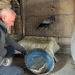 Hakkari’de donmak üzere olan leyleği hayata döndürdü