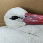 Hatay’da göç yolundaki leylekler vuruldu