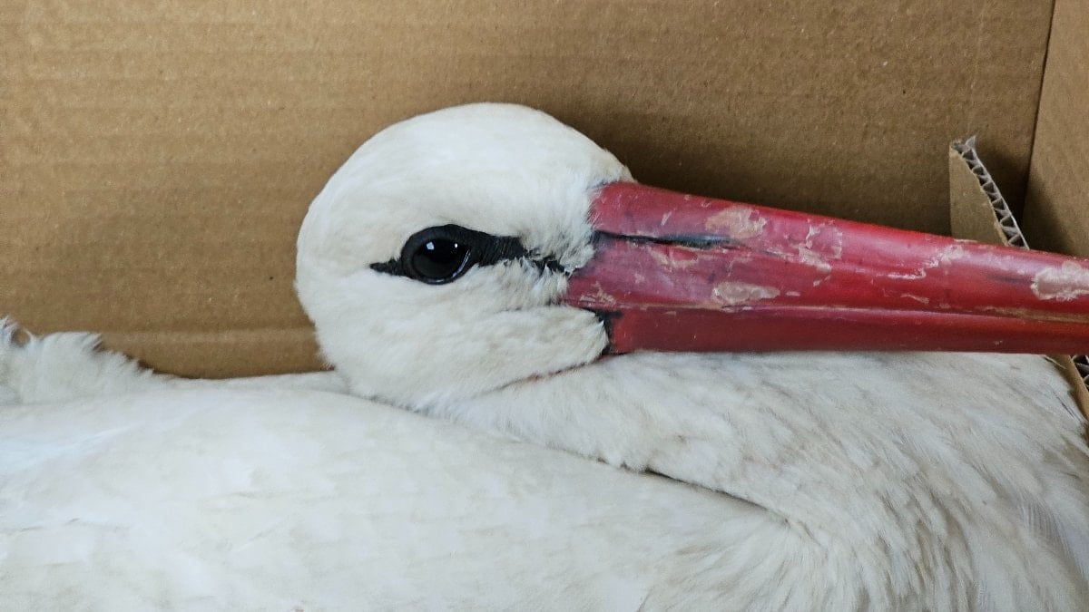 Hatay’da göç yolundaki leylekler vuruldu