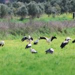 Hatay’da göç yolundaki leyleklerin yolculuğu