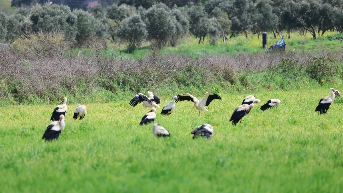 Hatay’da göç yolundaki leyleklerin yolculuğu