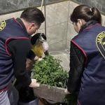 Hatay’da saksı içersinde kenevir yetiştiren tacirlere operasyon