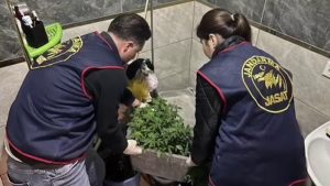 Hatay’da saksı içersinde kenevir yetiştiren tacirlere operasyon