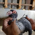 Hataylı Yahya’nın 45 yıllık güvercin tutkusu