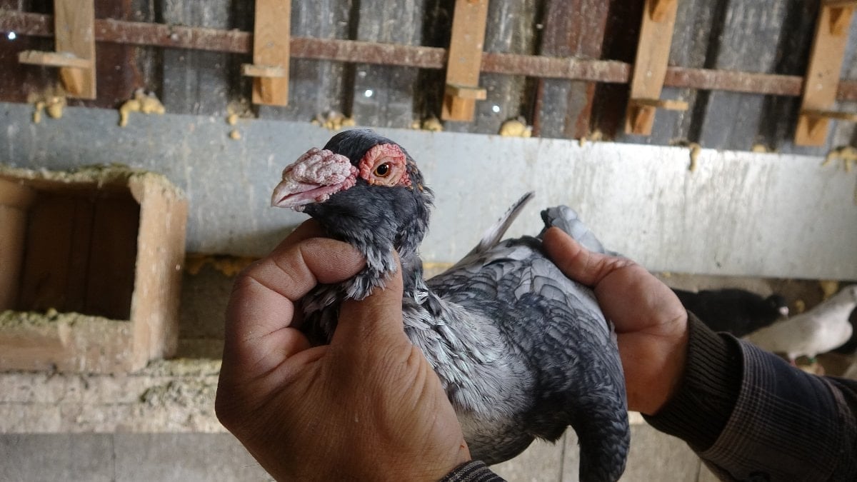 Hataylı Yahya’nın 45 yıllık güvercin tutkusu