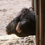 ‘Heartland Veterinerleri: Bir Aile Hikayesi’, 23 Mart Pazartesi 21.00’de National Geographic WILD Ekranlarında İzleyicilerle Buluşuyor!