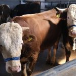 İnegöl Belediyesi Hayvan Pazarının Kotra İhale Tarihi Belli Oldu