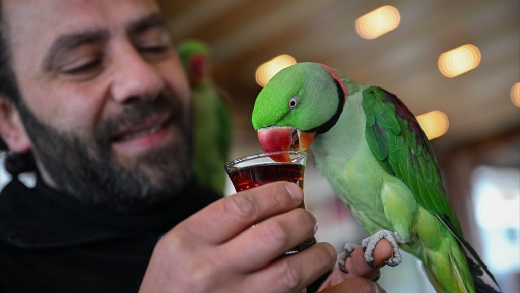 İskender papağanlarıyla ayrılmaz dostluk: Her yere birlikte gidiyorlar