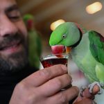 İskender papağanlarıyla ayrılmaz dostluk: Her yere birlikte gidiyorlar