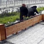 İstanbul’da bastonlu şüpheli iş yeri önündeki çiçekleri çaldı