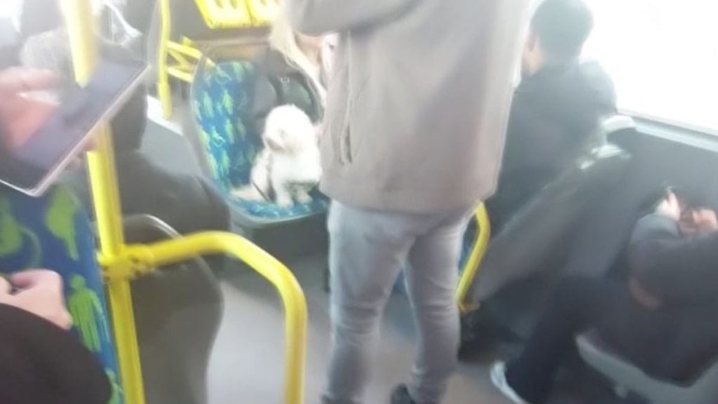İstanbul’da köpeğin metrobüste koltuğa oturtulması tartışma yarattı