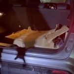 İstanbul’dan Sakarya’ya uyuşturucu getiren şüpheliyi polis kovalamacayla yakaladı