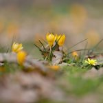 Istranca Ormanları baharın renklerine büründü