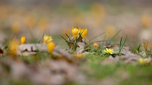 Istranca Ormanları baharın renklerine büründü