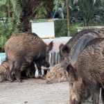 İzmir’de domuzlar sokaklarda yiyecek aradı