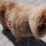 Karabük’te başıboş pitbull dehşeti: Vatandaş ve köpeği yaralandı