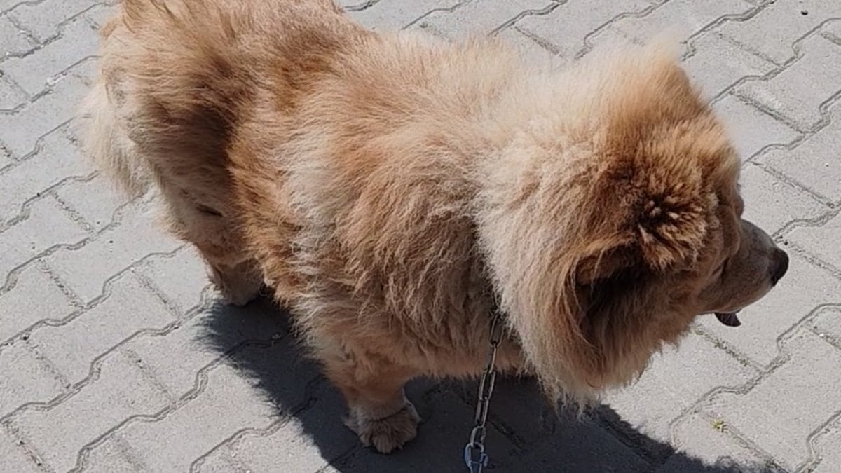 Karabük’te başıboş pitbull dehşeti: Vatandaş ve köpeği yaralandı