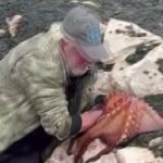 Karaburun’da balıkçı kayalıklardaki dev ahtapotu elleriyle yakaladı