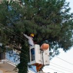 Karşıyaka’da budama seferberliği: Ağaçlar bahara hazırlanıyor