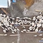 Kars’ta kuzuların anneleriyle buluşma anları drone ile kaydedildi