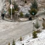 Kastamonu’da yaşlı kadın sokak köpeklerinin saldırısına uğradı