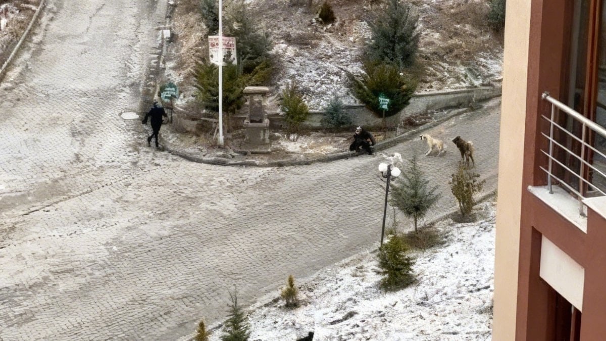 Kastamonu’da yaşlı kadın sokak köpeklerinin saldırısına uğradı