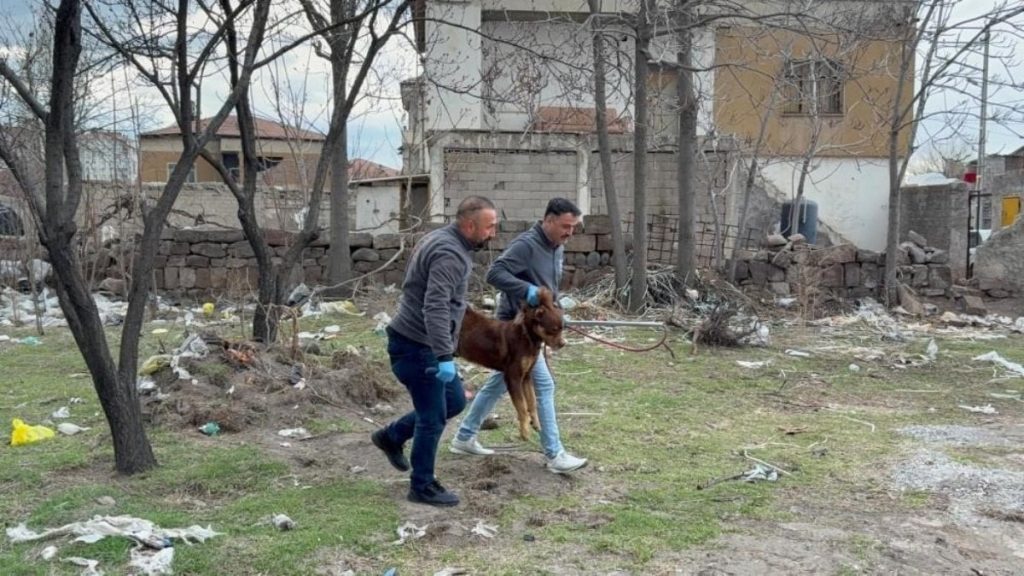 Kayseri’de 3 yaşındaki çocuğa saldıran köpeğin resmi olmayan sahibi tespit edildi