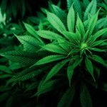 Kenevirde yeni ekonomi modeli: Sağlık alanında kullanılacak