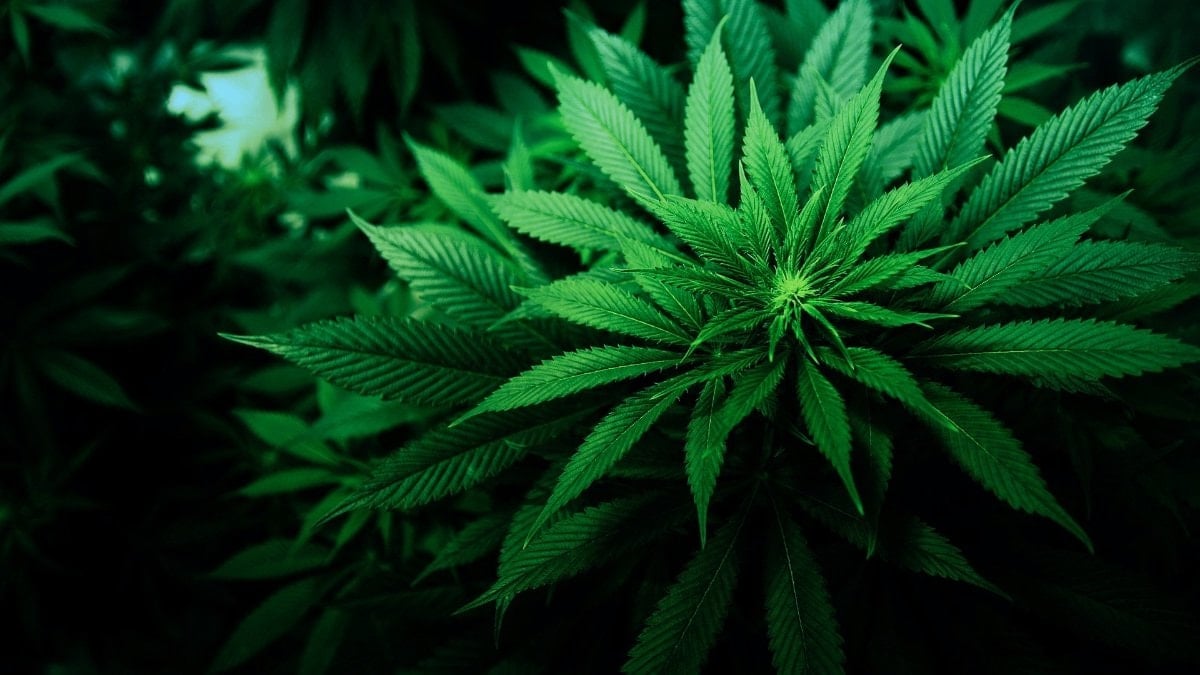 Kenevirde yeni ekonomi modeli: Sağlık alanında kullanılacak