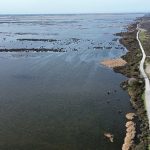 Kızılırmak Deltası yağışlarla yeniden canlandı