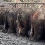 Konya’daki tepki çeken görüntülerle ilgili inceleme başlatıldı