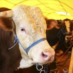 Kurbanlık pazarlıkları başladı: Fiyatlardaki yükseliş dikkat çekti