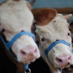 Kütahya’da ‘şap’ alarmı: 15 köy karantinada