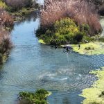 Manisa Büyükşehir Belediyesi’nden Vektörle Mücadelede Yoğun Mesai