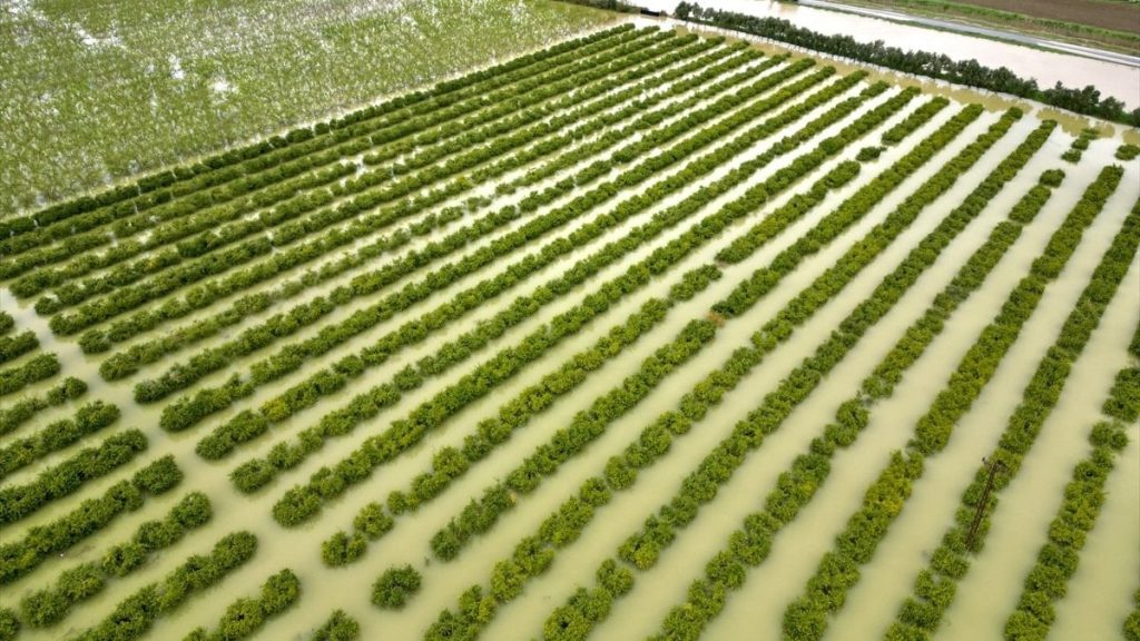 Mersin’de sağanak: Tarım arazileri su altında kaldı