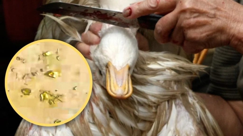 Midesinden altın çıkan ördek herkesi şaşırttı: Yaklaşık 10 gram