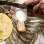 Midesinden altın çıkan ördek herkesi şaşırttı: Yaklaşık 10 gram