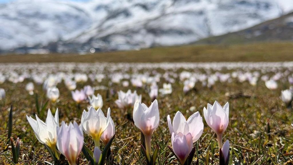 Muş Ovası, baharın müjdecisi çiğdemlerle süslendi