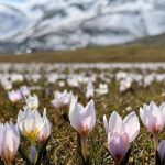 Muş Ovası, baharın müjdecisi çiğdemlerle süslendi