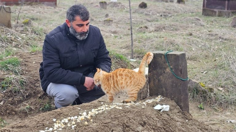 Muş’ta eşinin öldürdüğü adamın kedileri mezardan ayrılmıyor